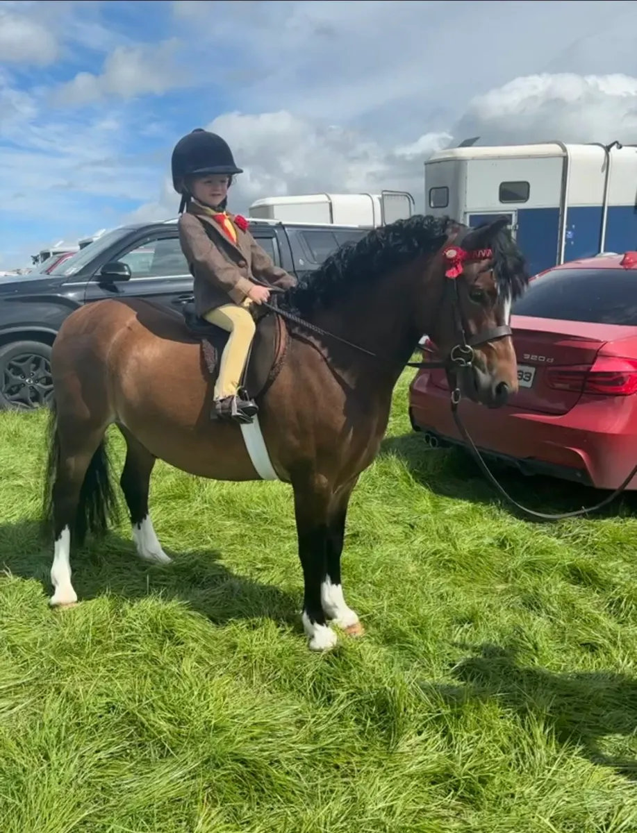 Registered Section C Welsh gelding - Image 1