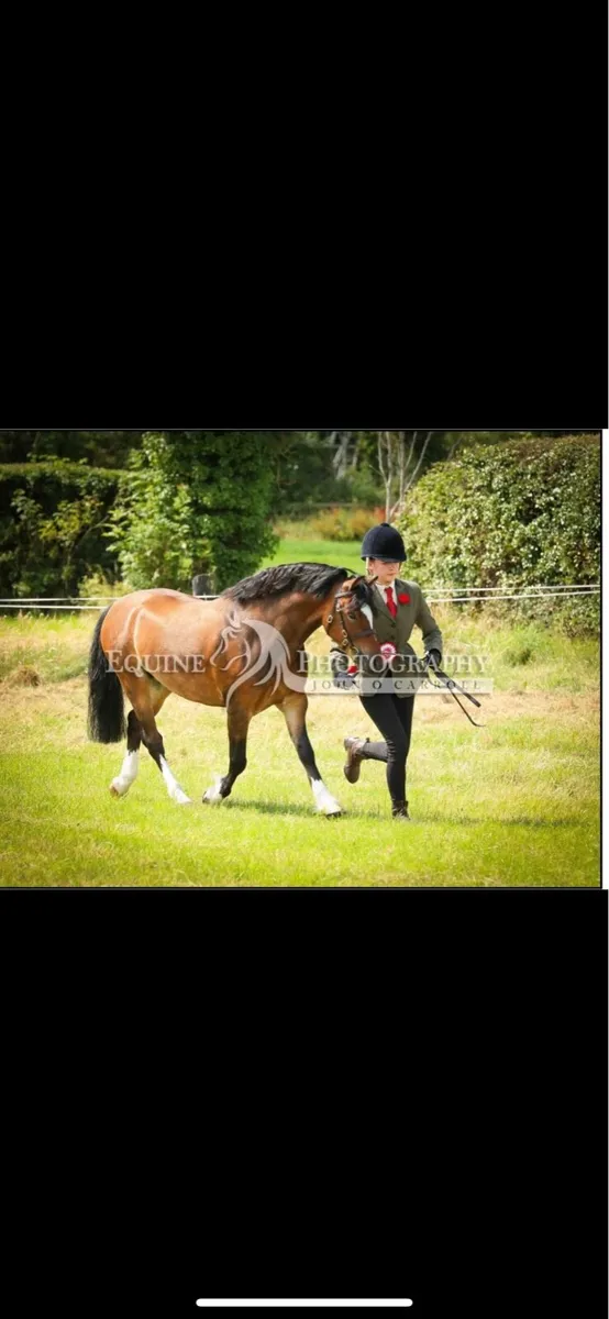 Registered Section C Welsh gelding - Image 2