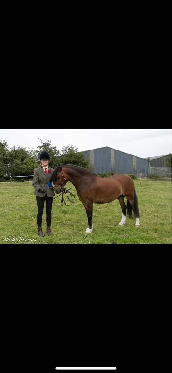 Registered Section C Welsh gelding - Image 3