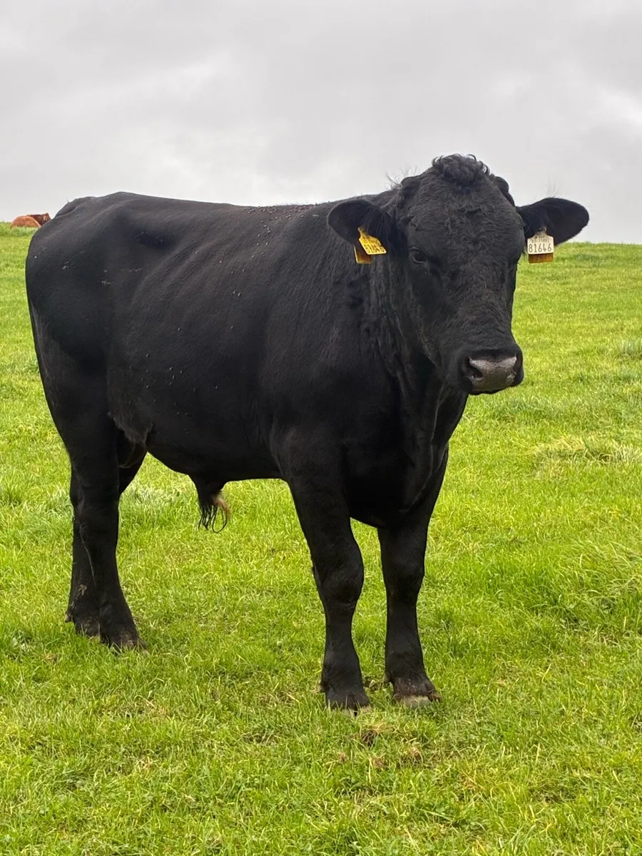Teaser bull - Image 1