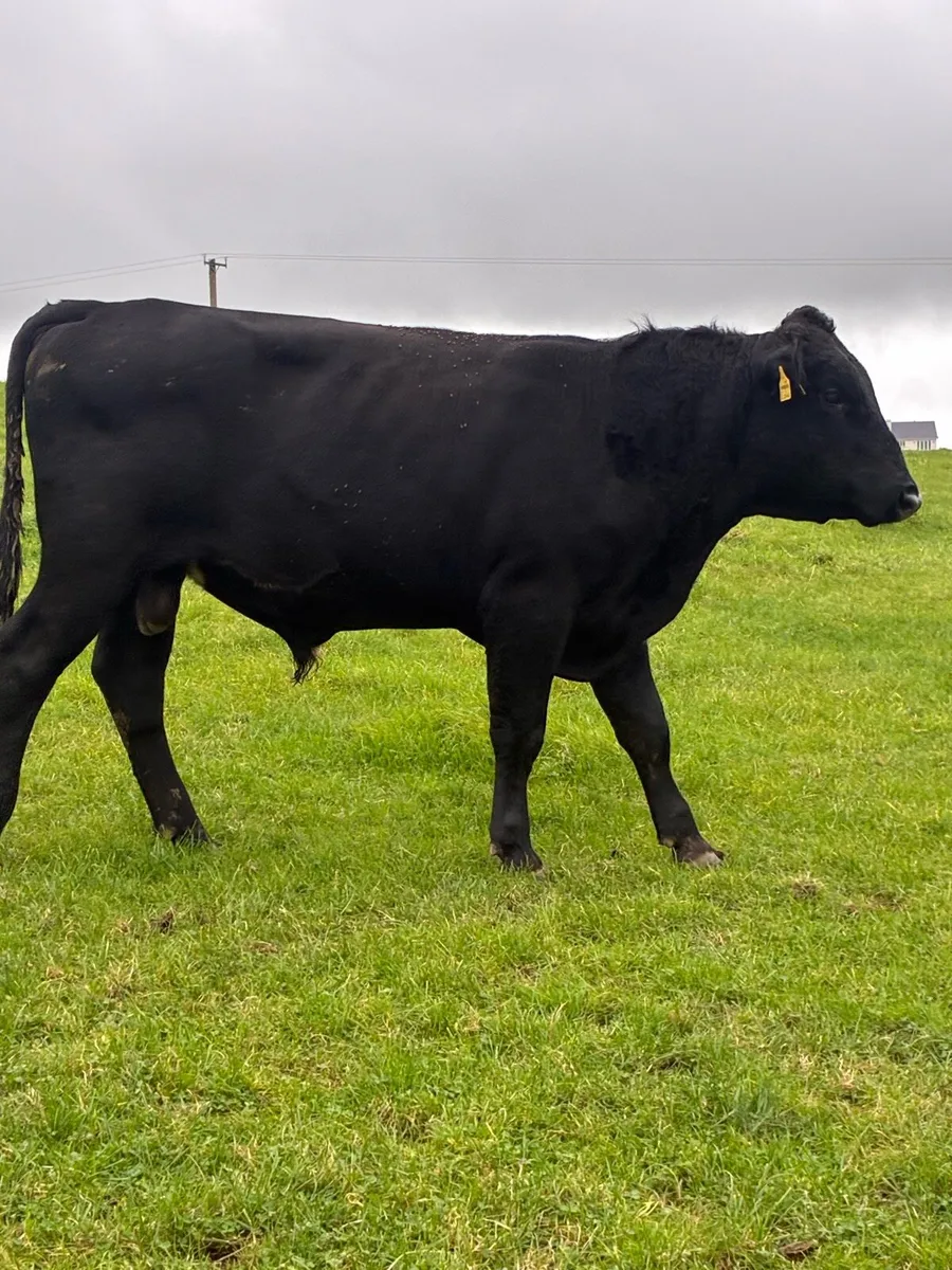 Teaser bull - Image 2