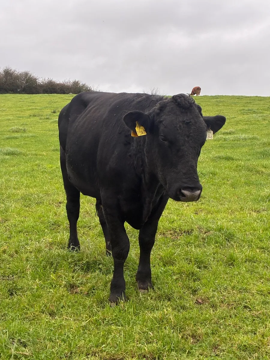 Teaser bull - Image 3