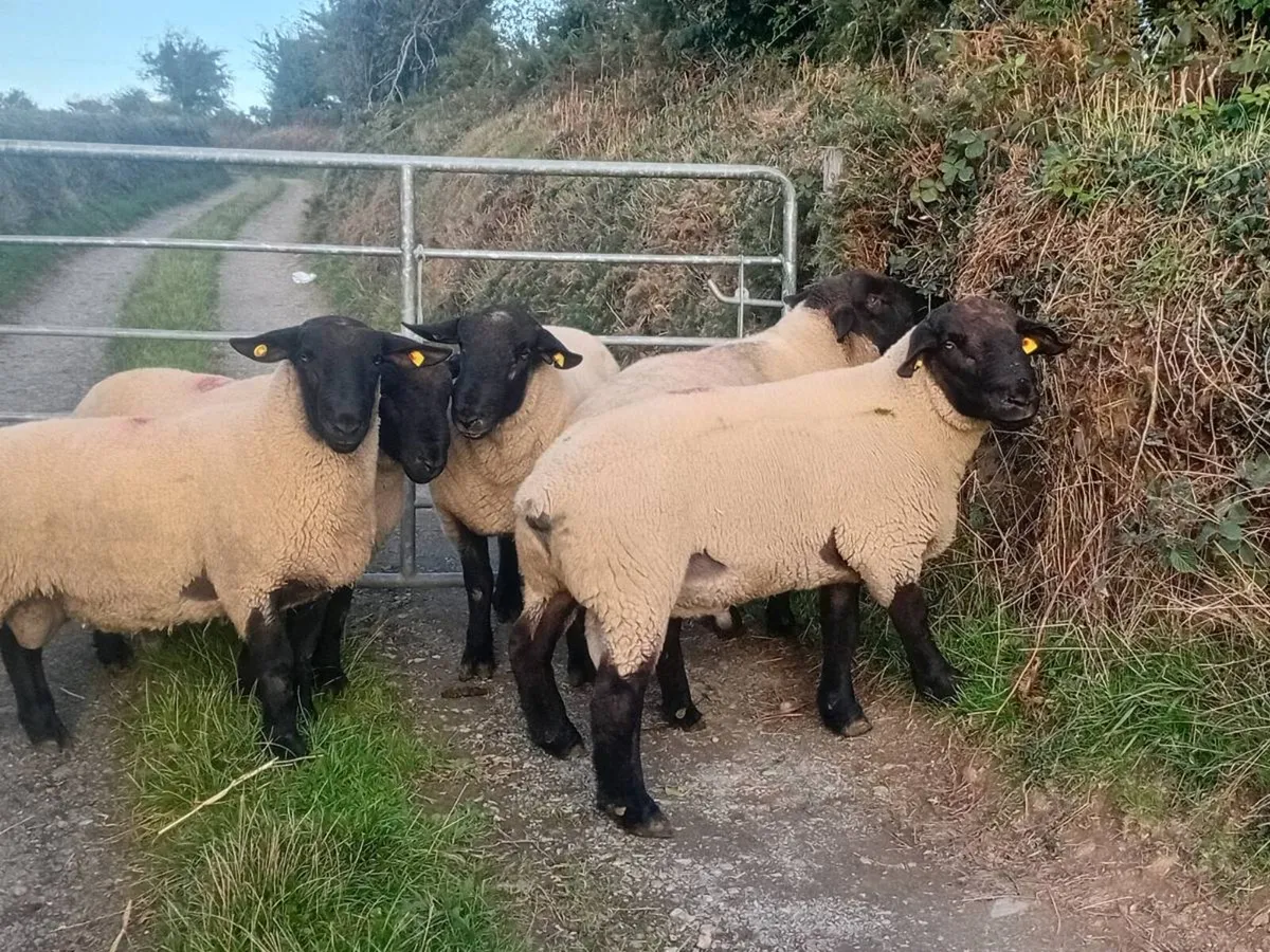 Suffocks hoggettsrams goin to new ross mart 2morro