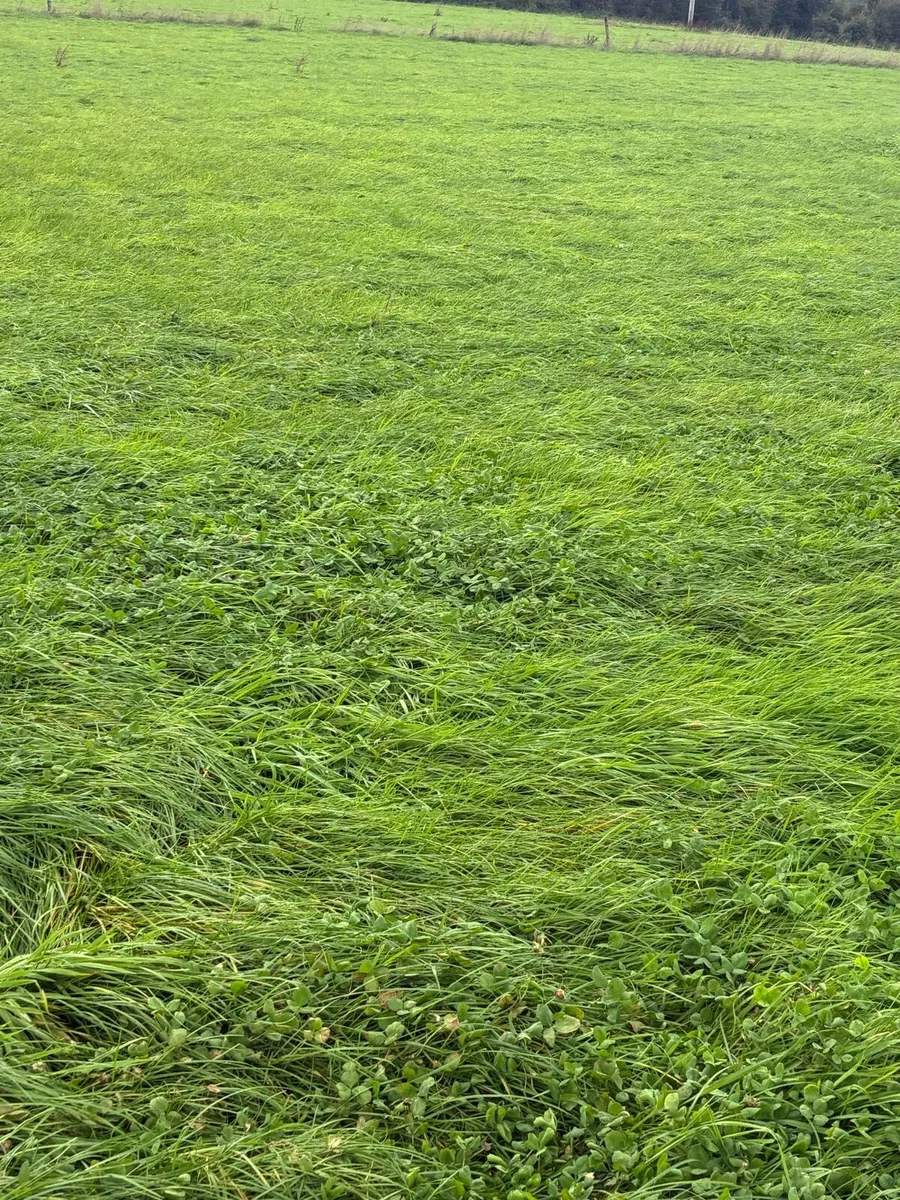 Silage for sale ballincollig - Image 2