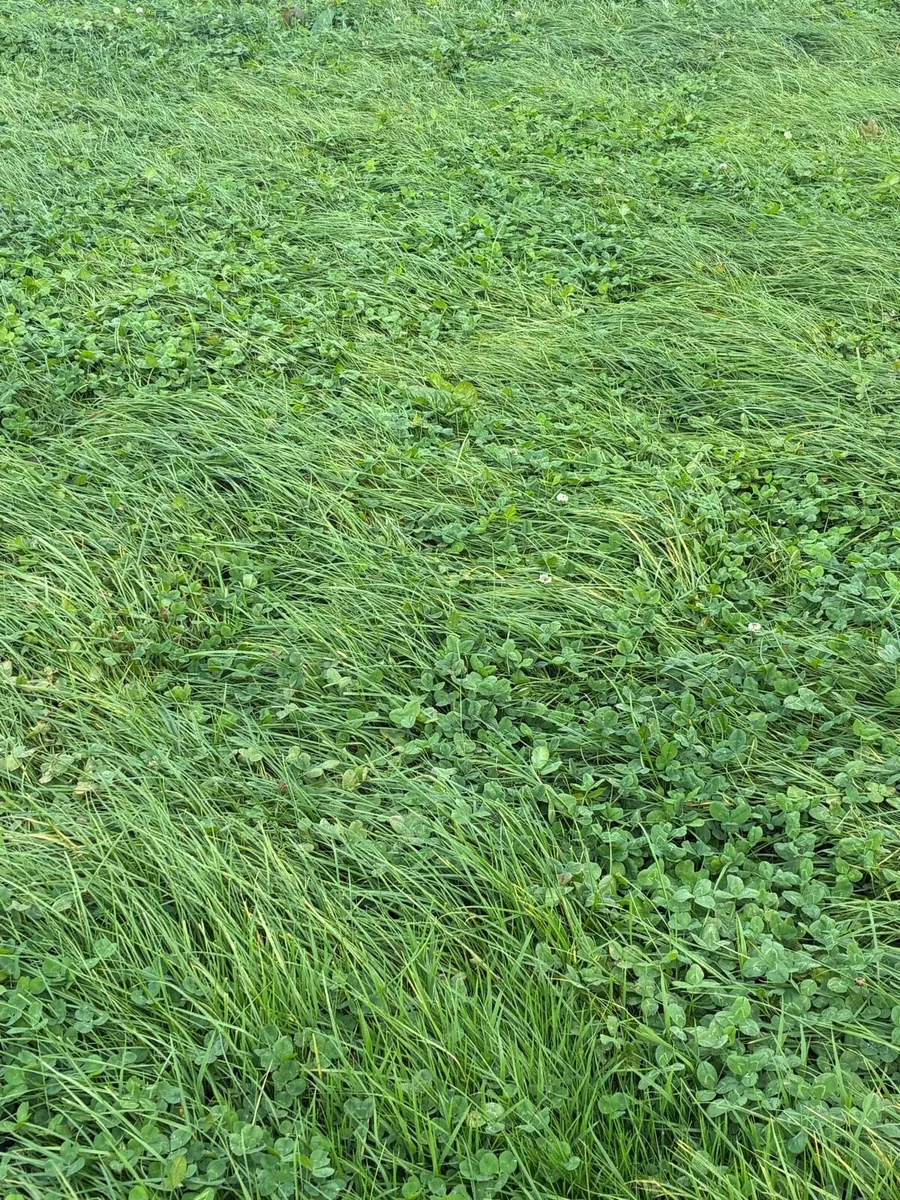 Silage for sale ballincollig - Image 1