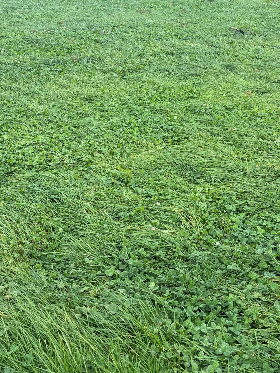 Silage - Image 1