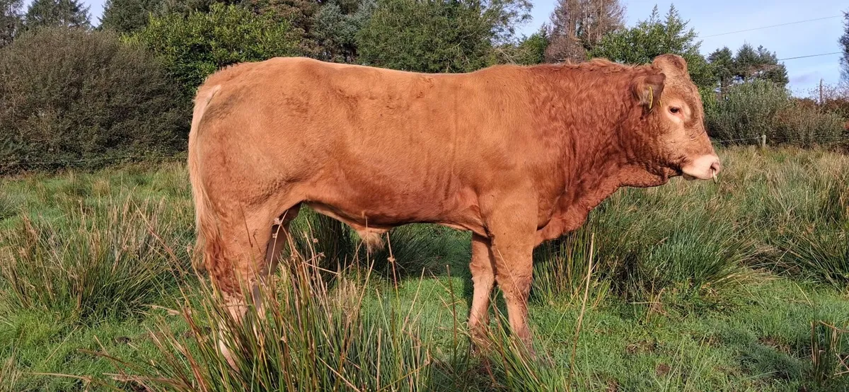 EASY CALVING  PBR LIMOUSIN  BULL BY EBY - Image 2