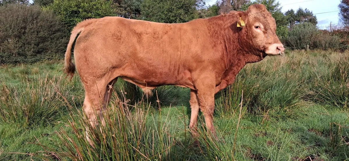 EASY CALVING  PBR LIMOUSIN  BULL BY EBY - Image 1