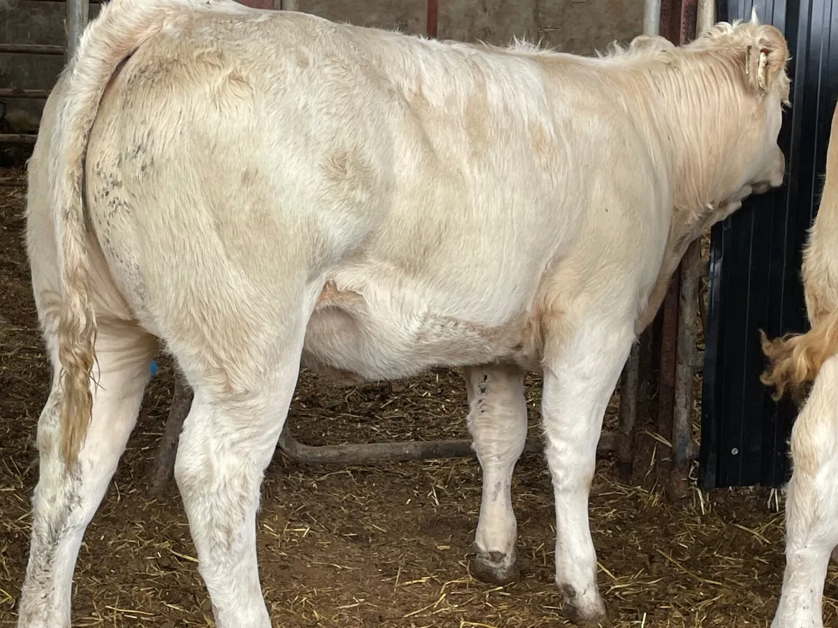 8 super u grade heifers 360 kg - Image 1