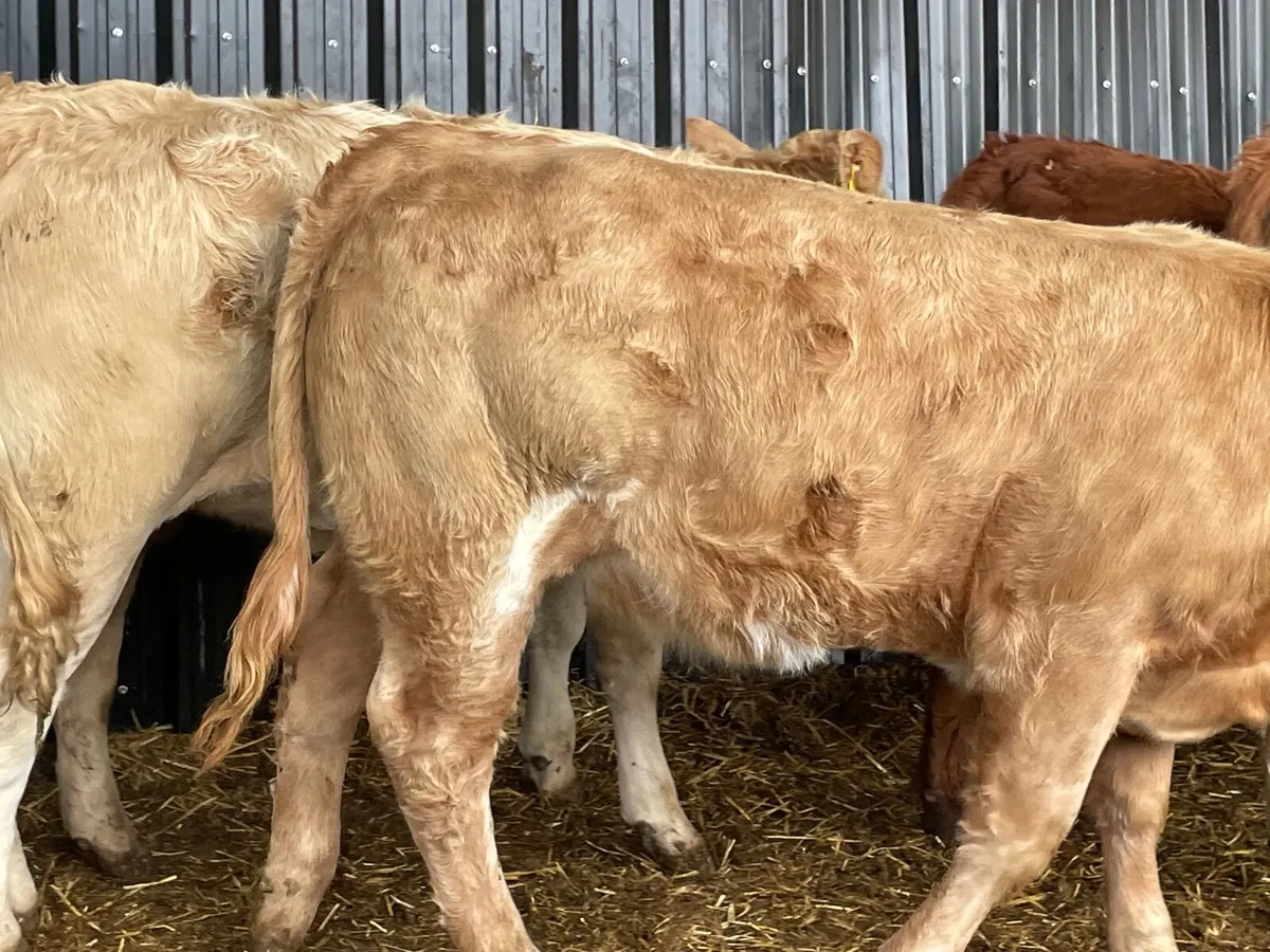 8 super u grade heifers 360 kg - Image 2