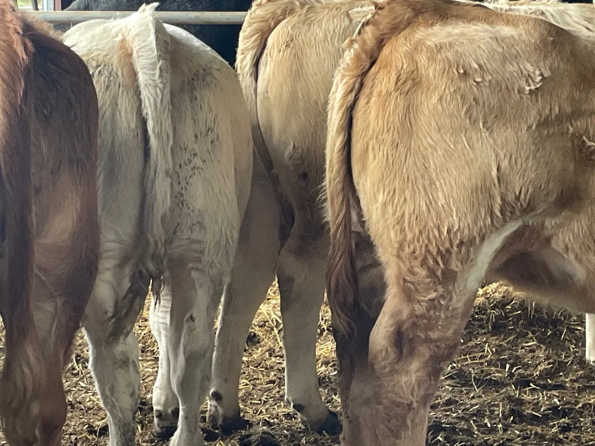 8 super u grade heifers 360 kg - Image 3