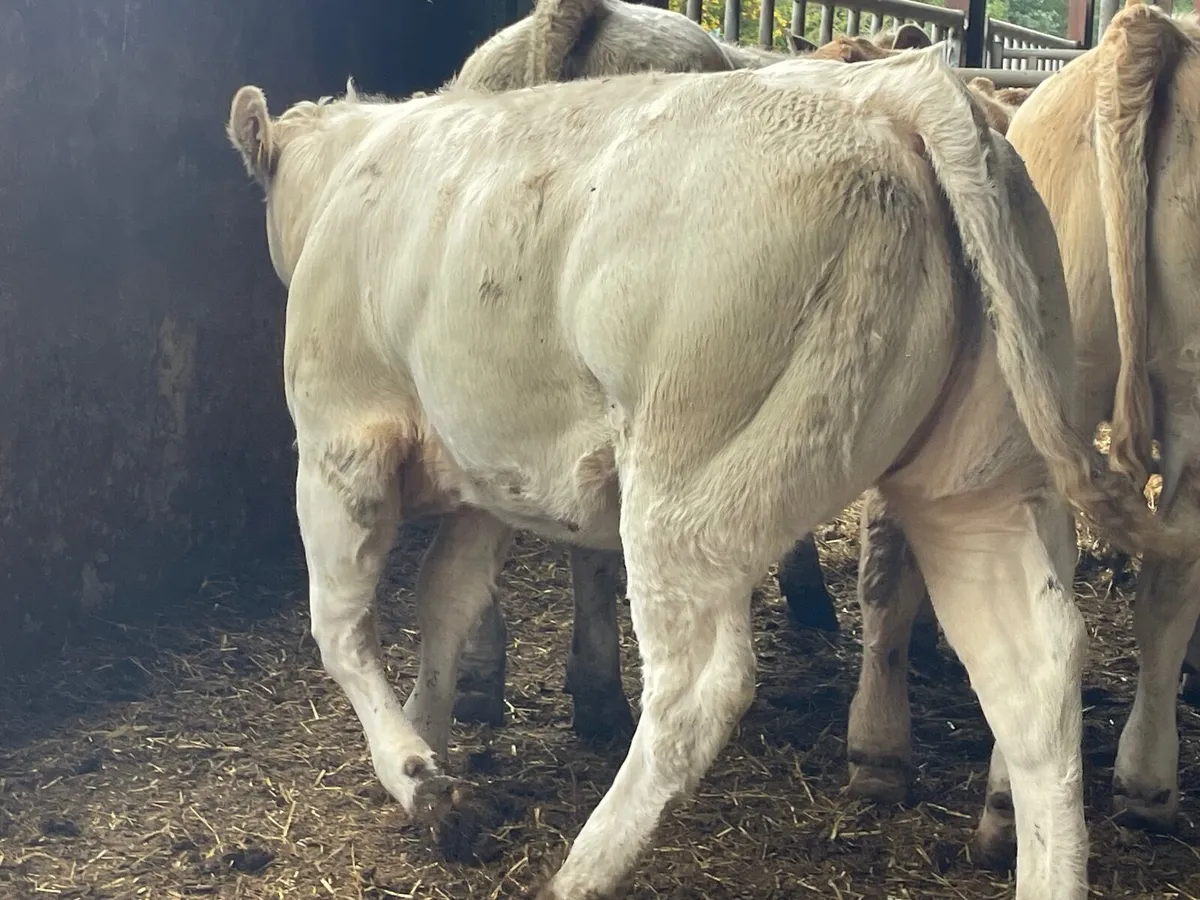 8 super u grade heifers 360 kg - Image 4