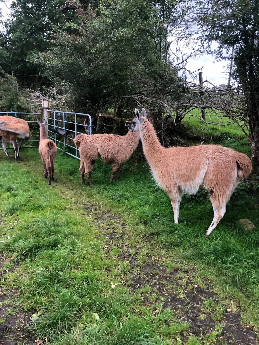 Llamas