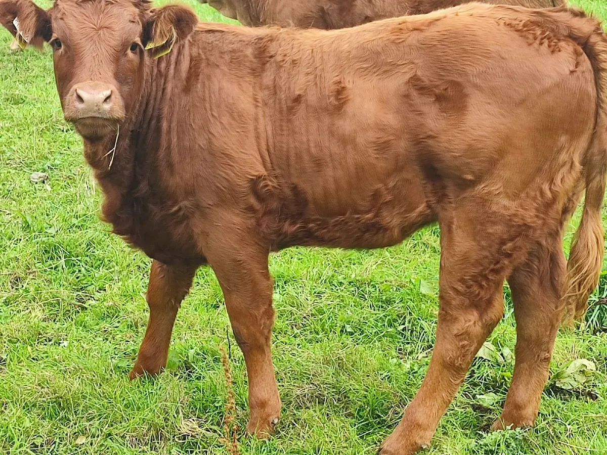 Limousine Bull - Image 3