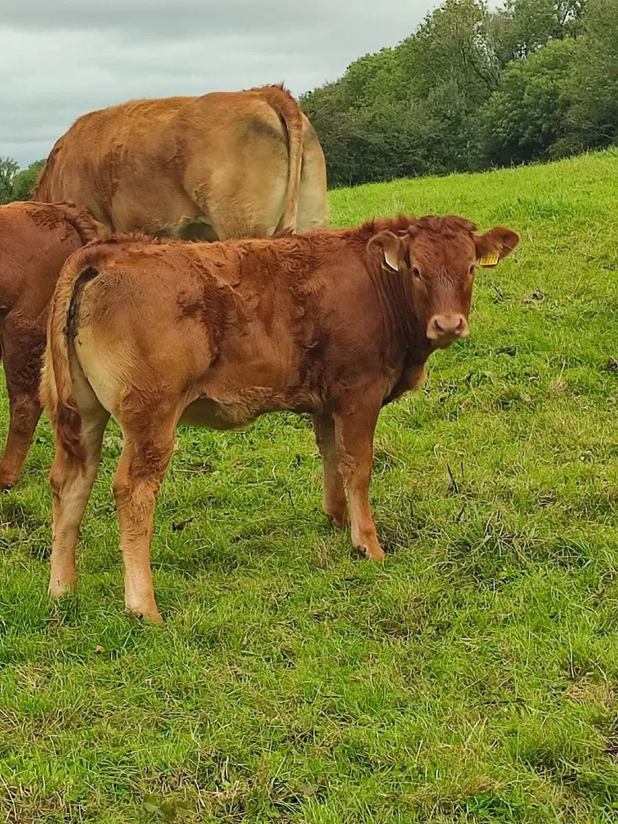 Limousine Bull - Image 4