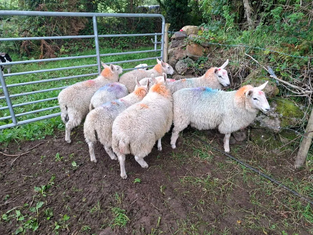 Cheviot Ewe Lambs - Image 1