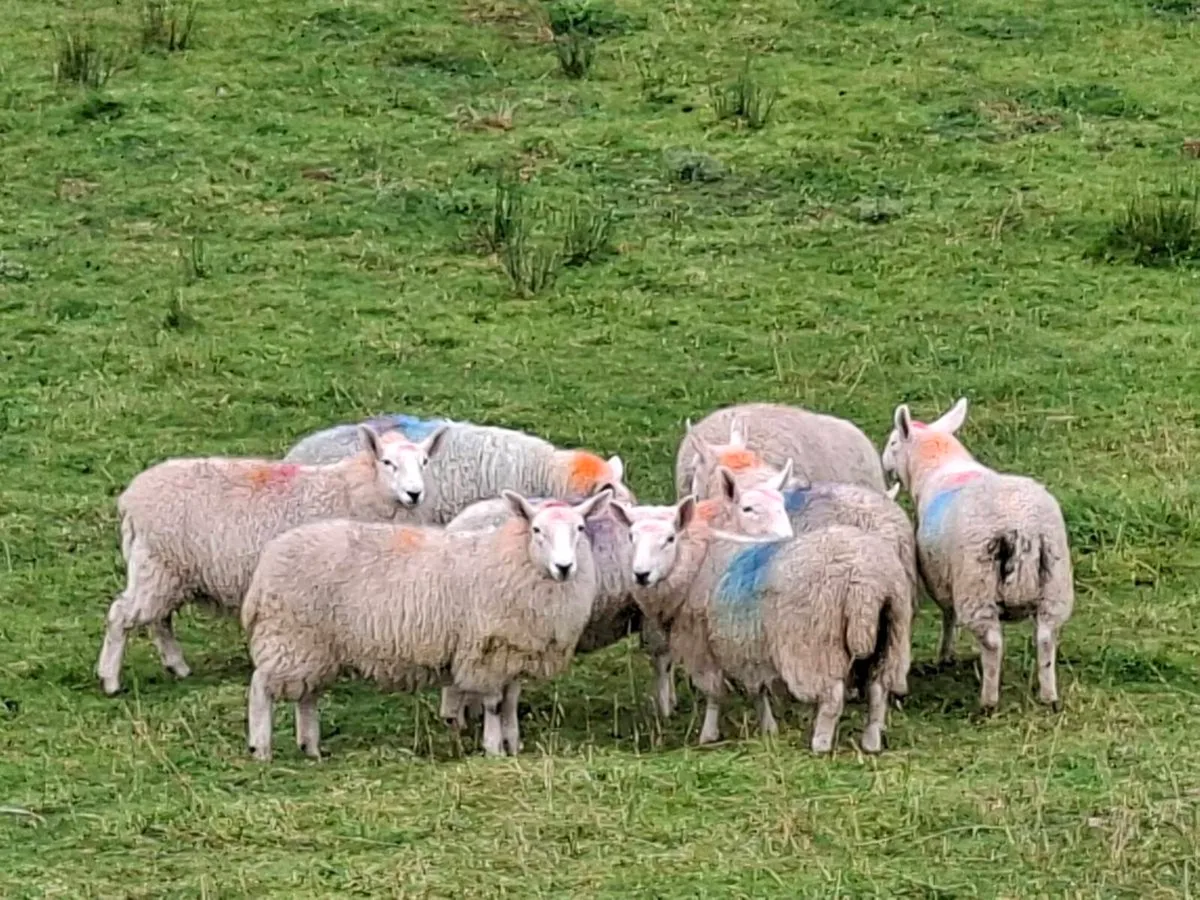 Cheviot Ewe Lambs - Image 2