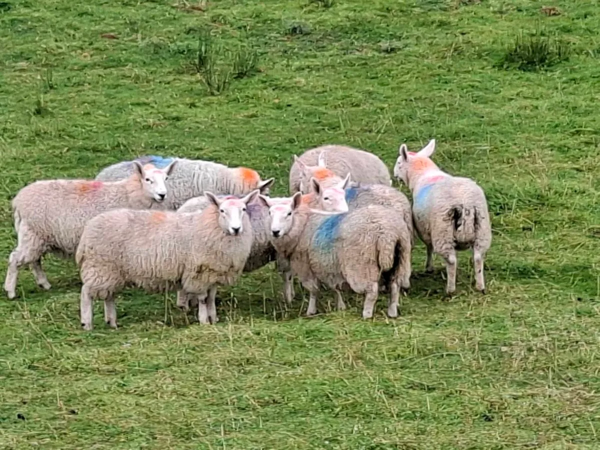 Cheviot Ewe Lambs - Image 3