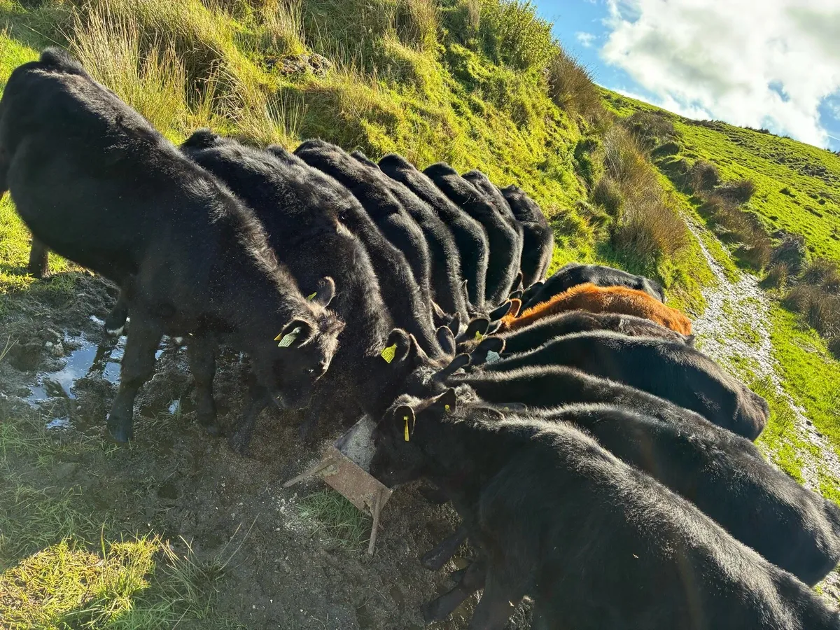 15 Angus heifers - Image 3
