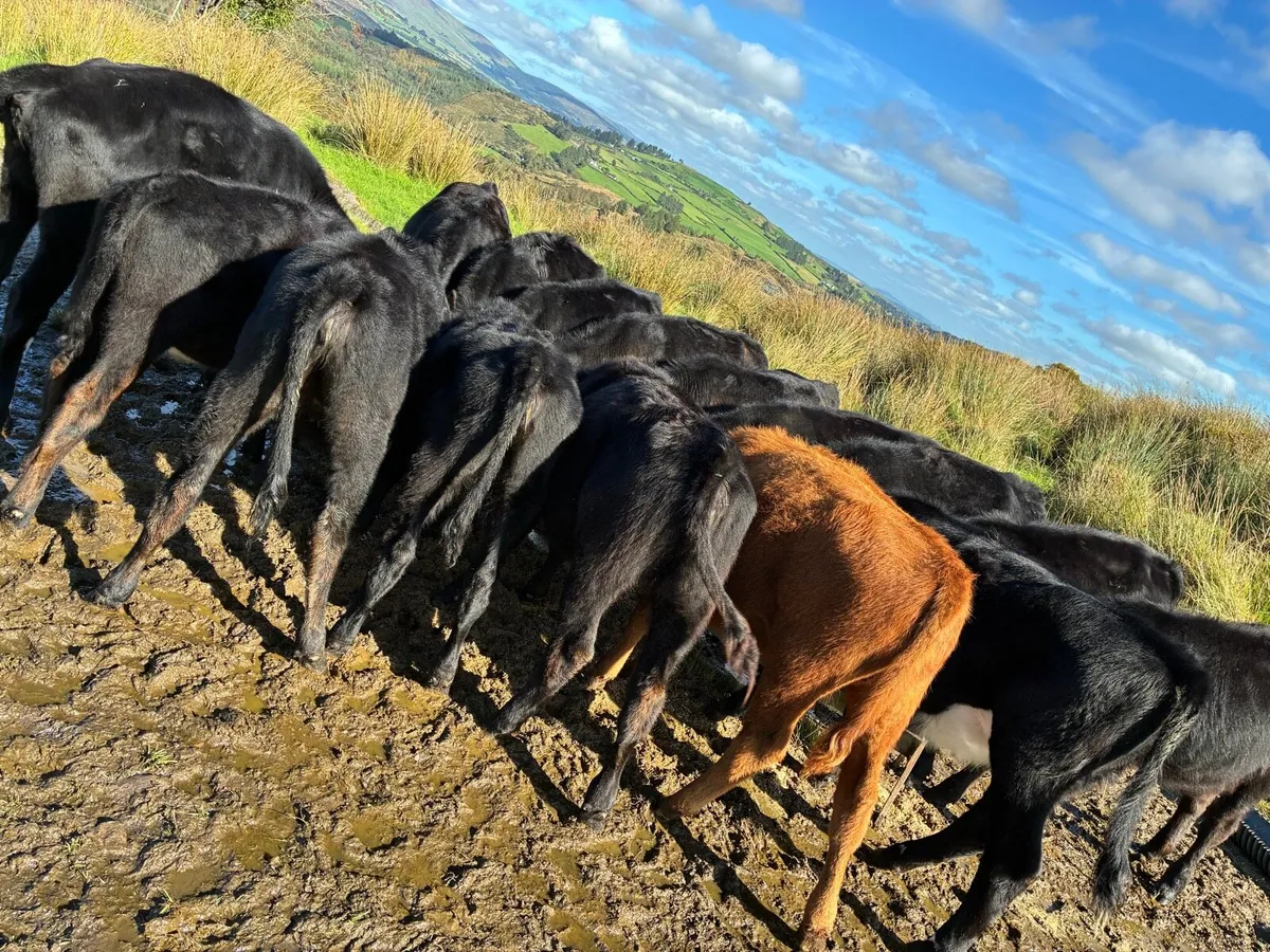 15 Angus heifers - Image 4