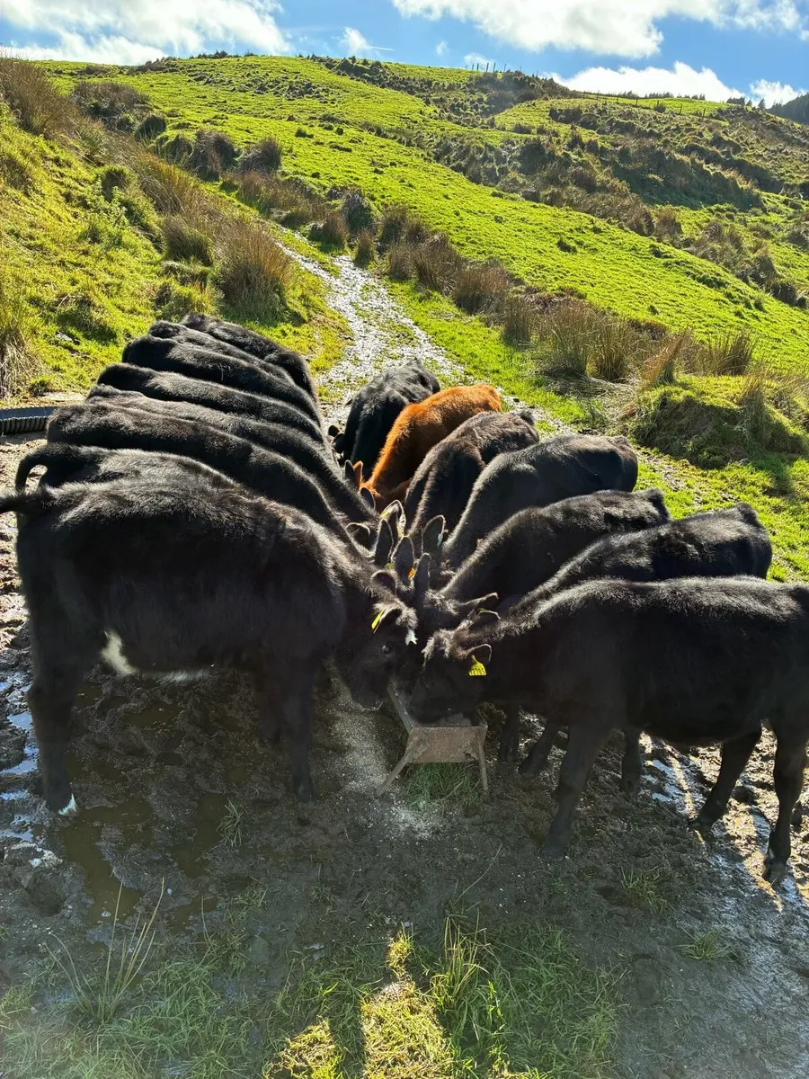 15 Angus heifers - Image 2