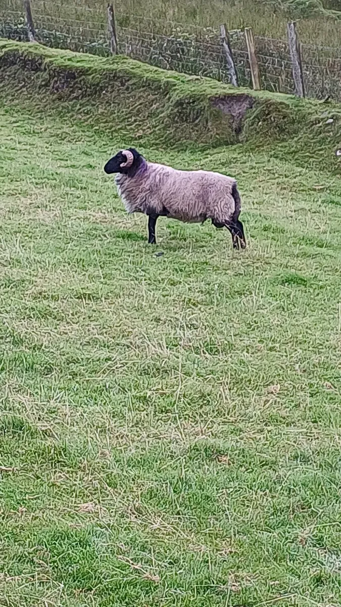 SIS Hogget blackface mountain - Image 2