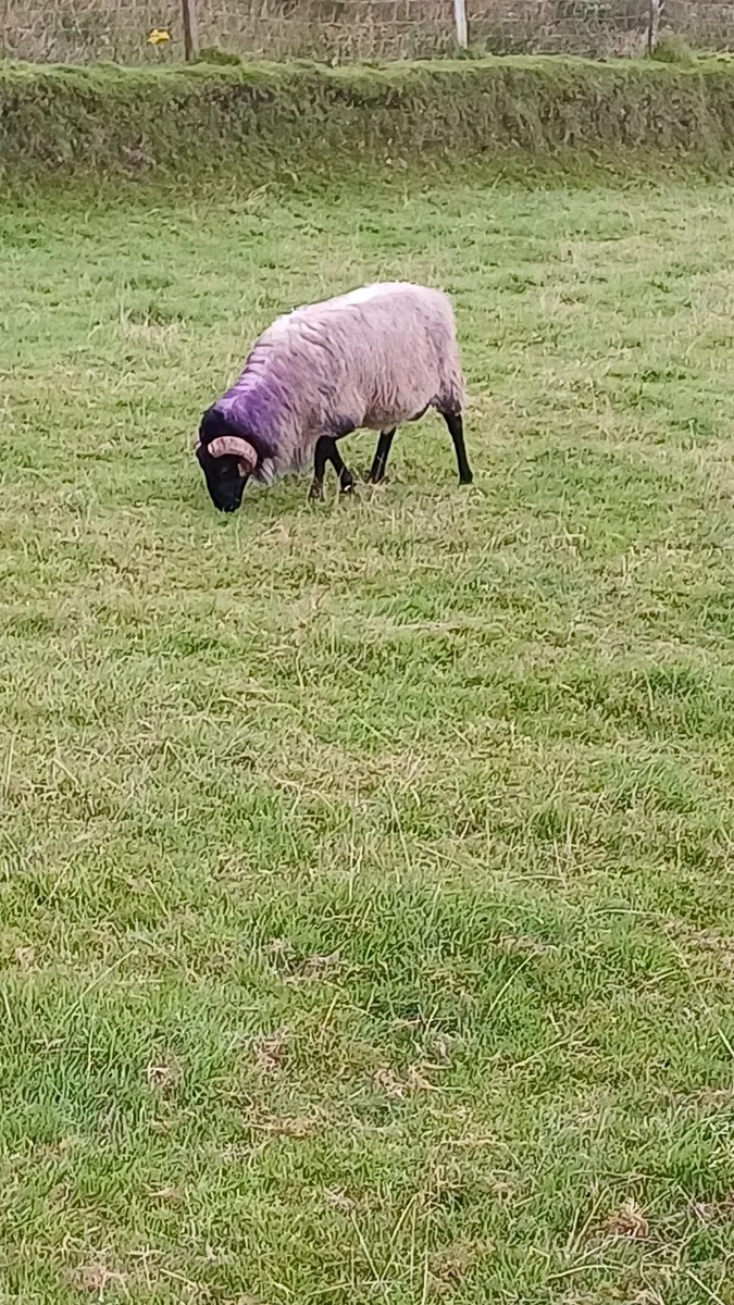 SIS Hogget blackface mountain - Image 3