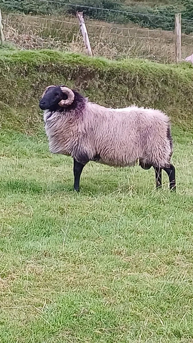 SIS Hogget blackface mountain - Image 1