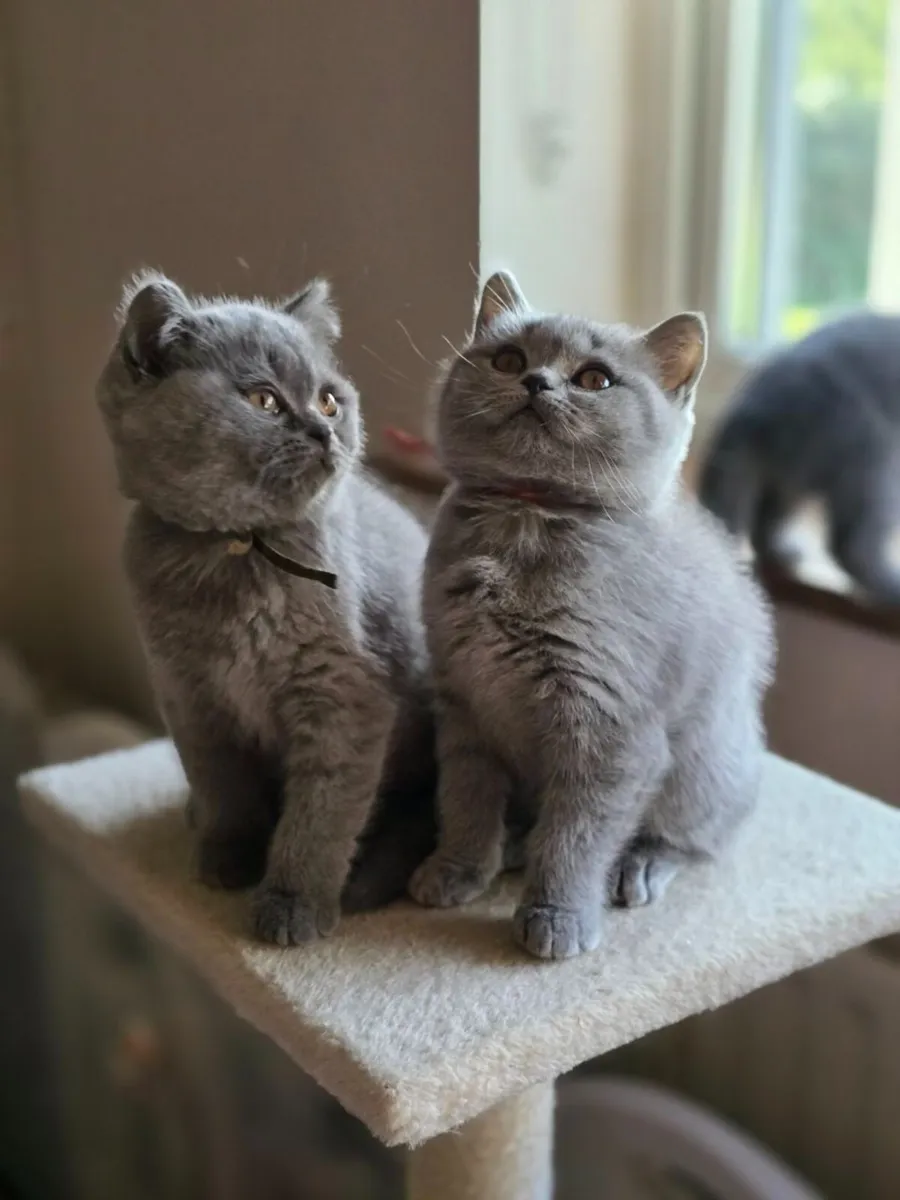 Kittens - Image 2