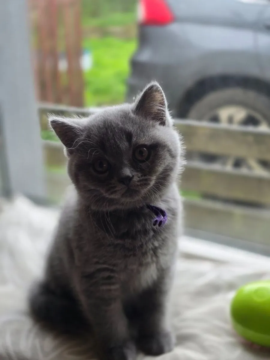 Kittens - Image 3