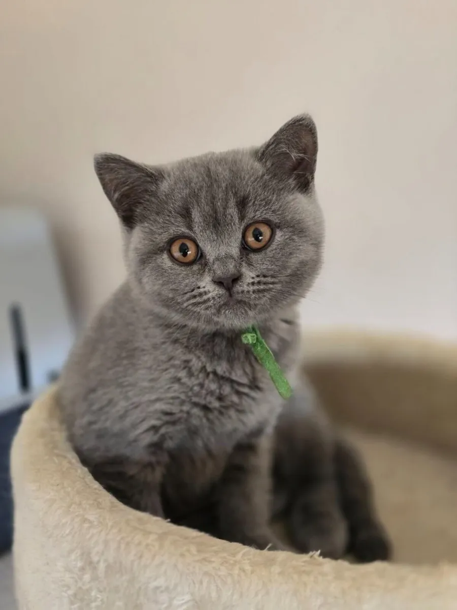 Kittens - Image 4