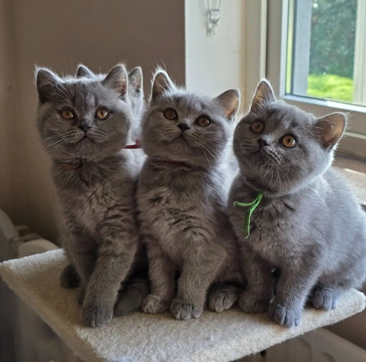 Kittens - Image 1