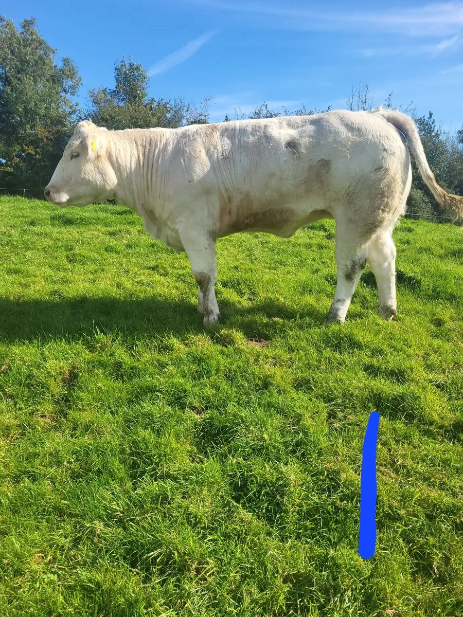 Heifers - Image 1