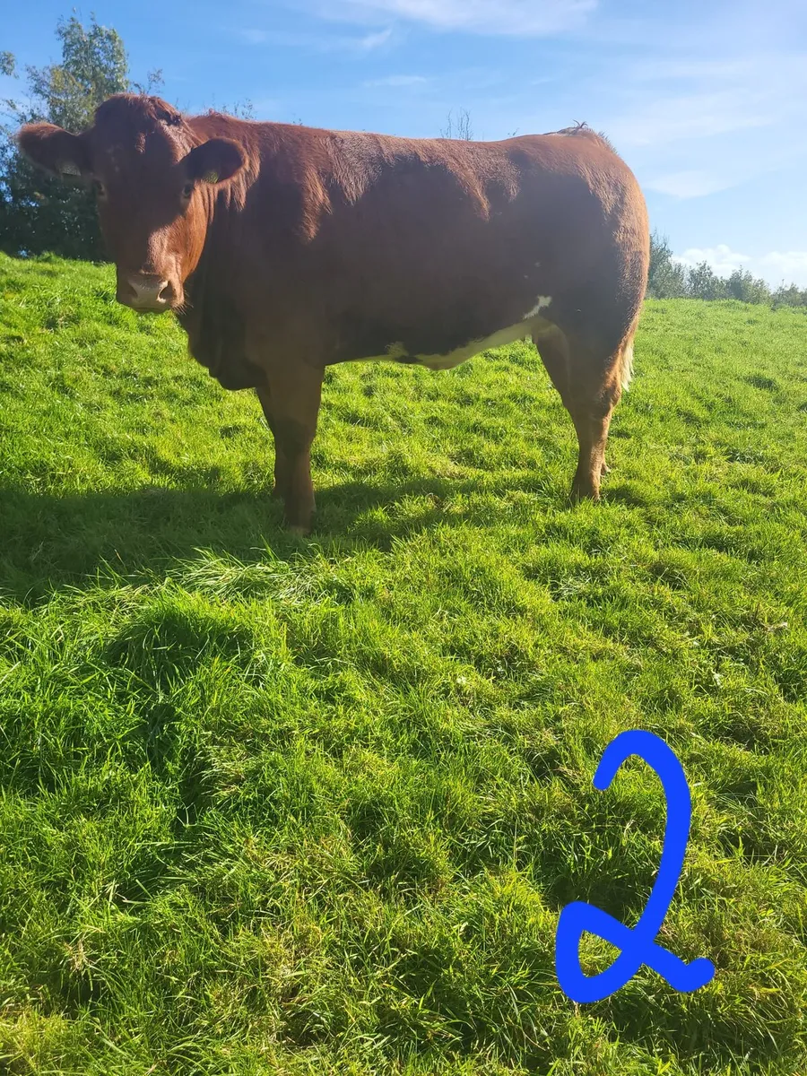 Heifers - Image 2