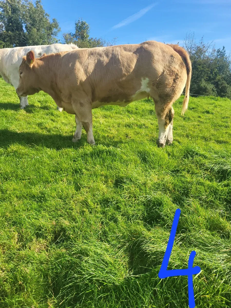 Heifers - Image 4