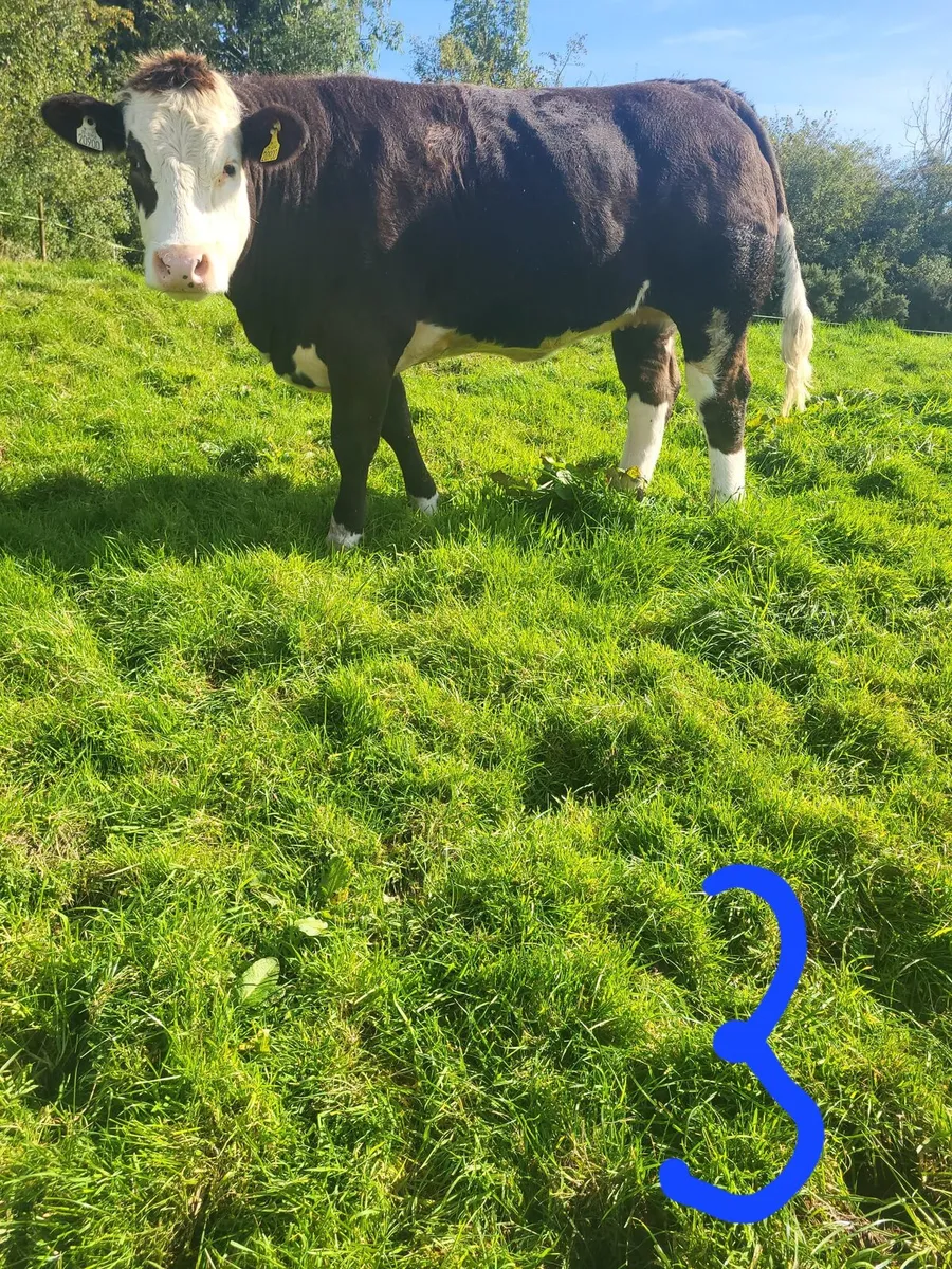 Heifers - Image 3