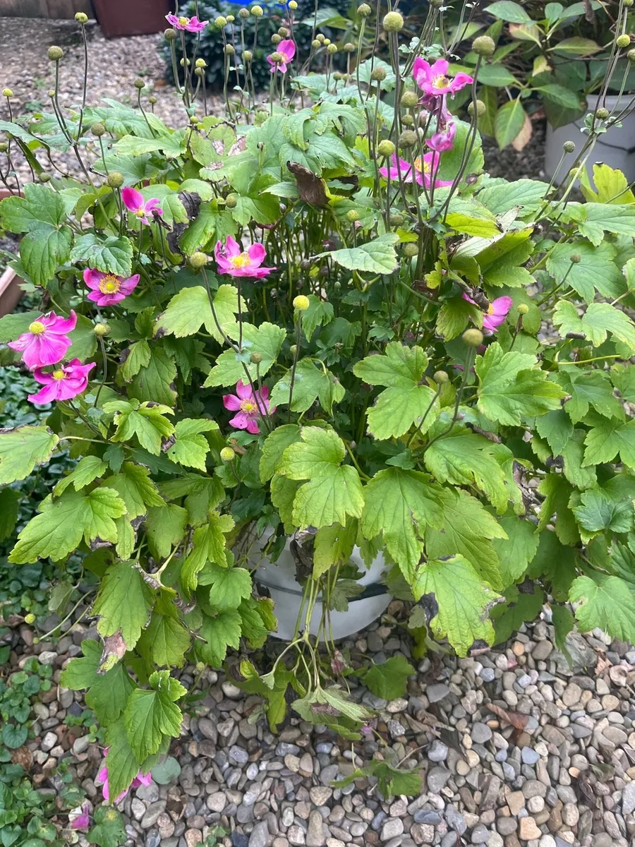 Bush of Japanese anemone - Image 1