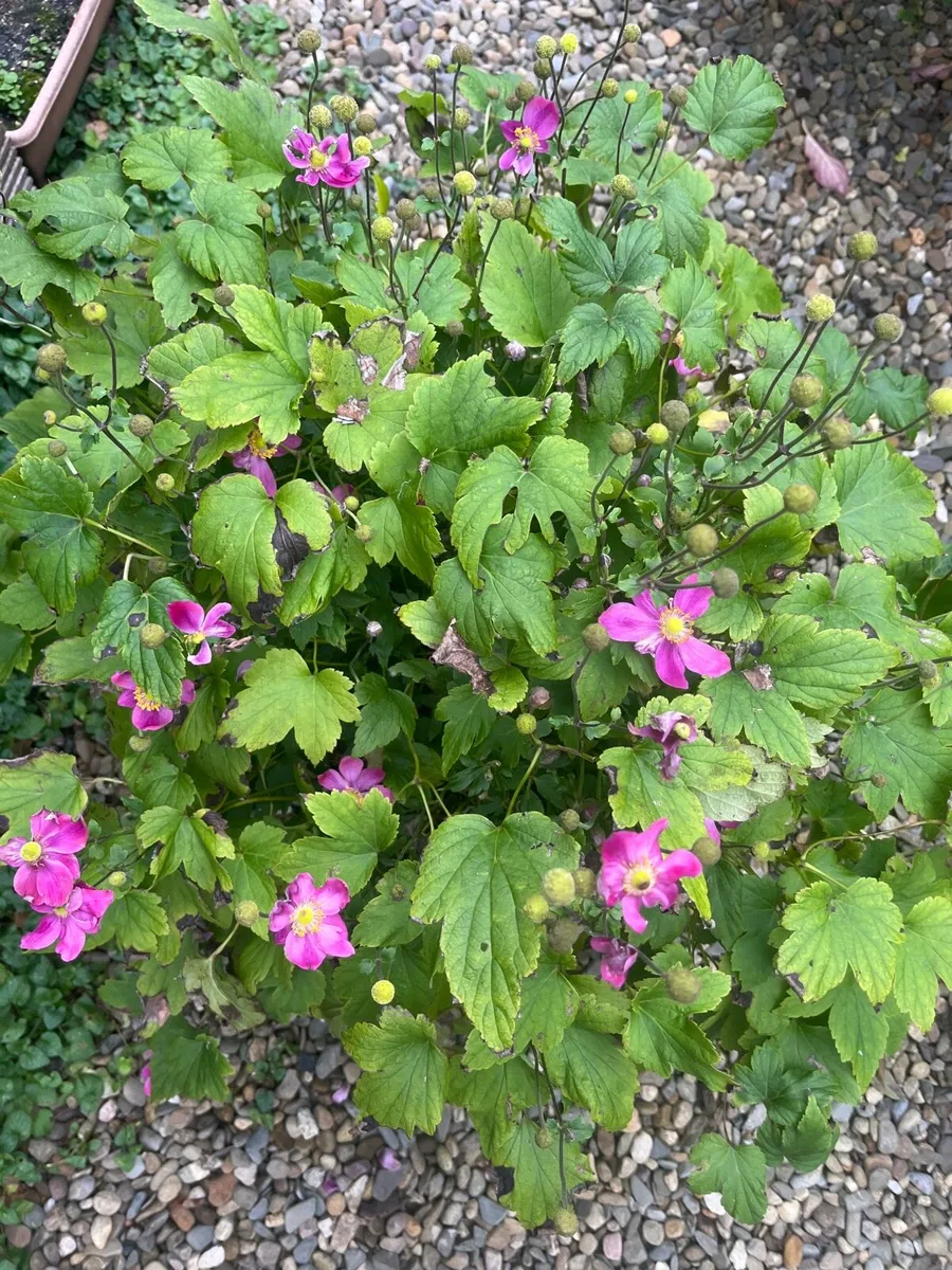 Bush of Japanese anemone - Image 2