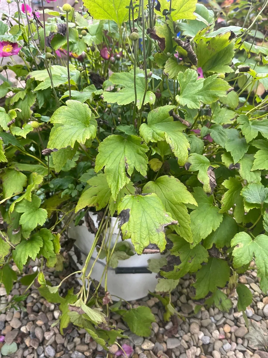 Bush of Japanese anemone - Image 3