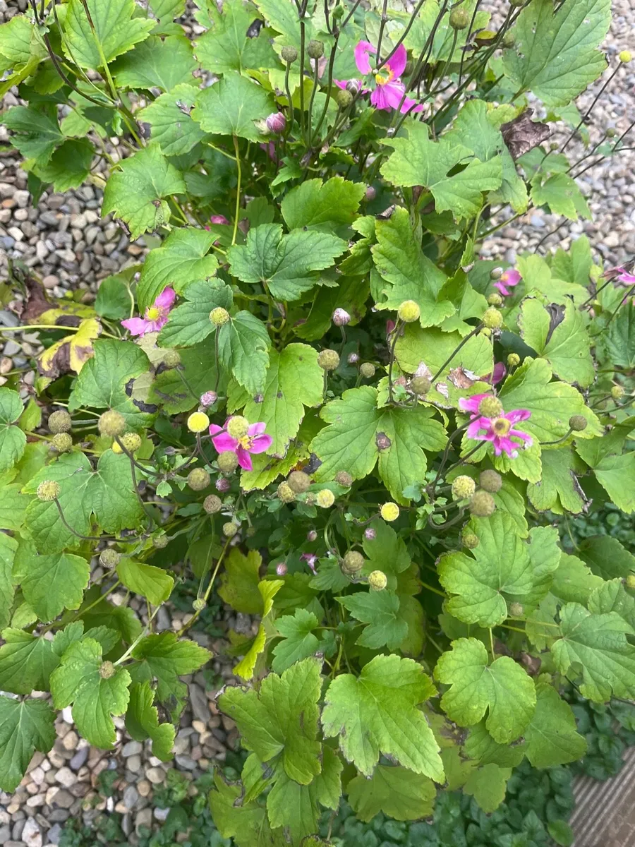 Bush of Japanese anemone - Image 4
