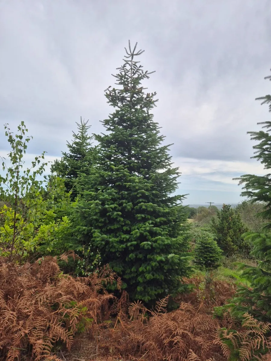 Christmas  Trees - Image 1