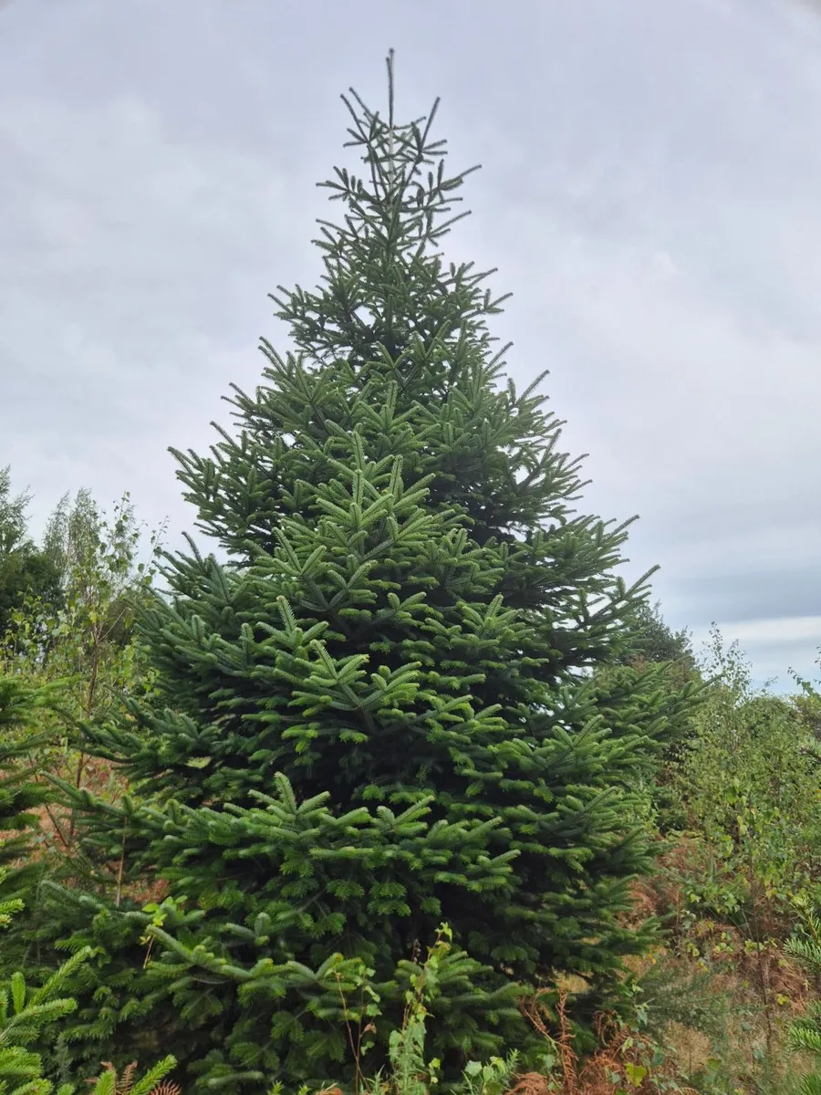 Christmas  Trees - Image 2