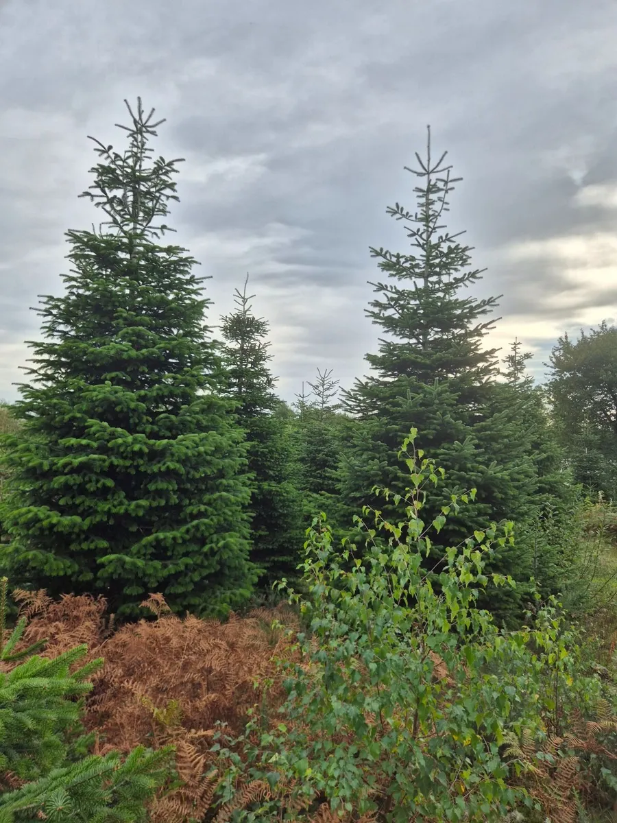 Christmas  Trees - Image 3