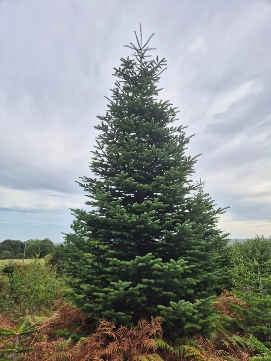 Christmas  Trees - Image 4