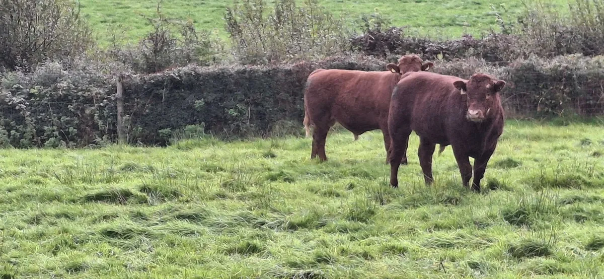 Bullocks - Image 2