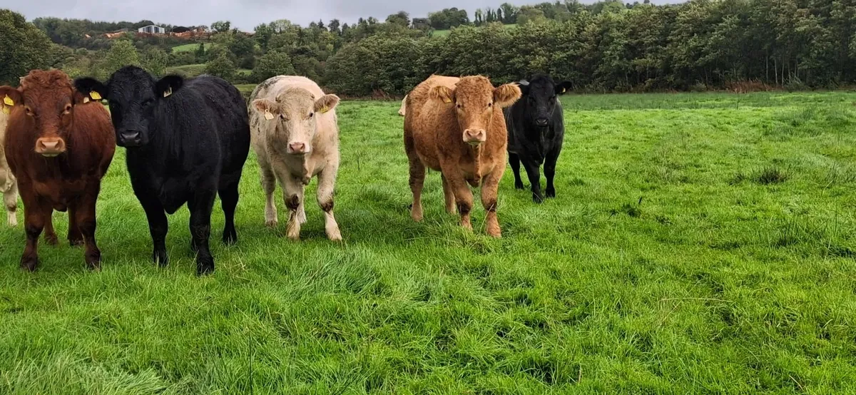 Bullocks - Image 4