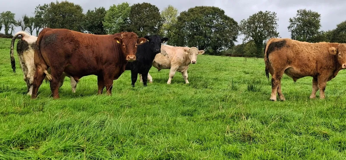 Bullocks - Image 1