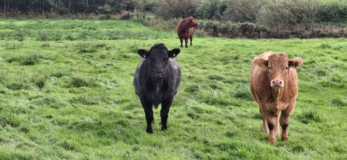 Bullocks - Image 3