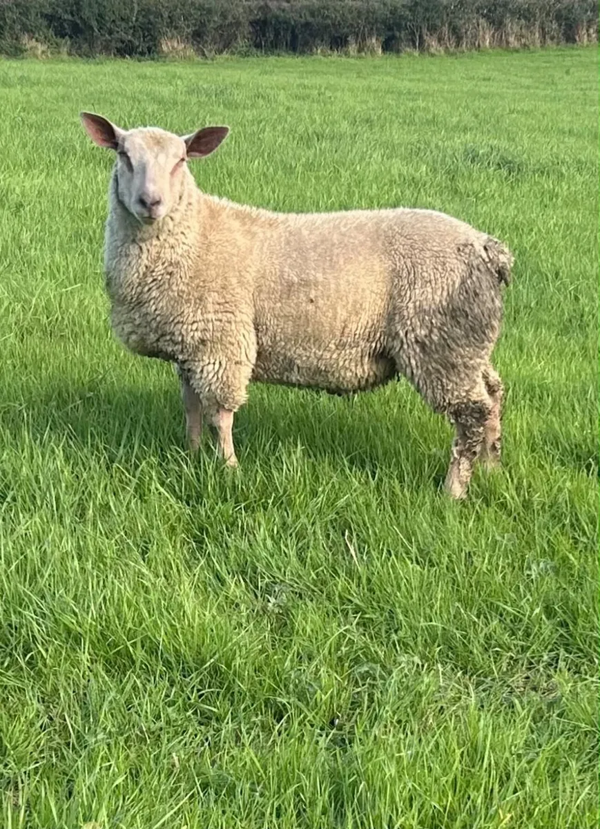 Charollais Ram Lamb - Image 1