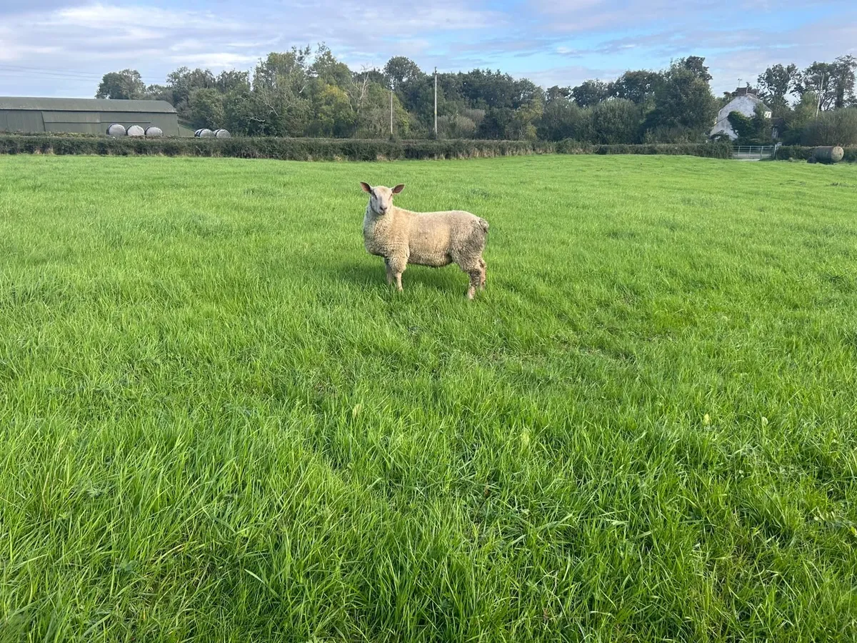 Charollais Ram Lamb - Image 2